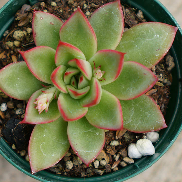 楽天市場】ヘラクレス 7.5cmポット 多肉植物 エケベリア Echeveria