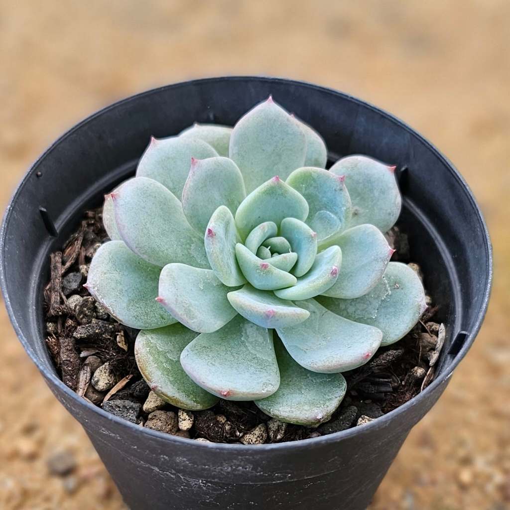 楽天市場】ブルーオリオン 7.5cmポット 多肉植物 エケベリア