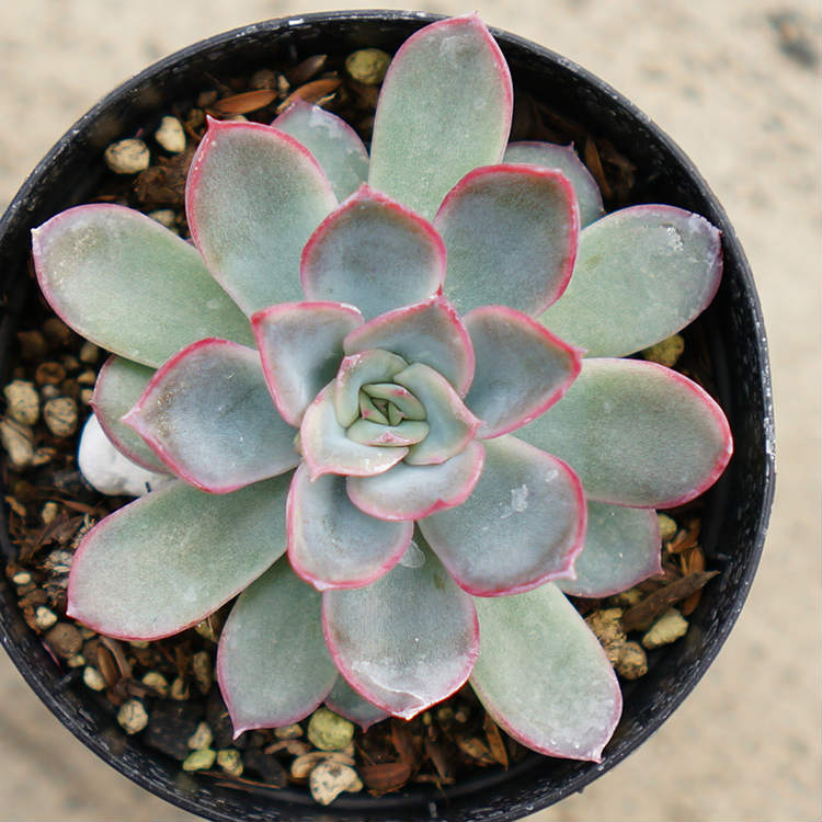 楽天市場】プリリンゼアナ 7.5cmポット 多肉植物 エケベリア Echeveria
