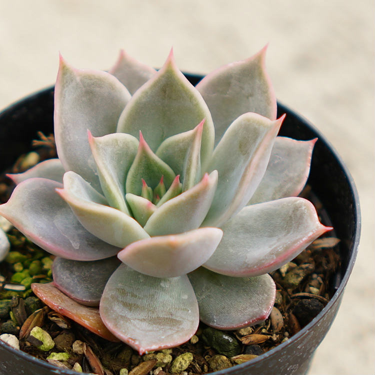 楽天市場 リラシナxアガボイデス 7 5cmポット エケベリア Echeveria Lilacina Agavoides 福岡県産 多肉植物 多肉 観葉植物 インテリアグリーン 寄せ植えに まとめ買いがお得 季の香 きのか