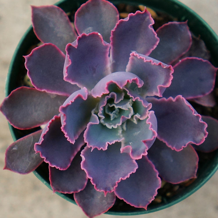 ネオンブレーカーズ 7.5cmポット 多肉植物 エケベリア Echeveria 'Neon Breakers' 福岡県産 多肉 観葉植物 インテリアグリーン 寄せ植えに （まとめ買いがお得♪）画像
