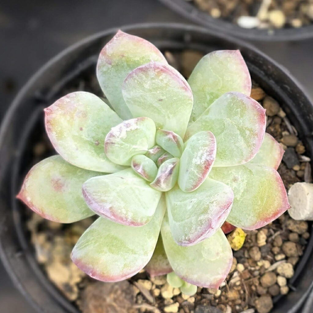 楽天市場】チワワエンシス・ルビーブラッシュ 7.5cmポット エケベリア