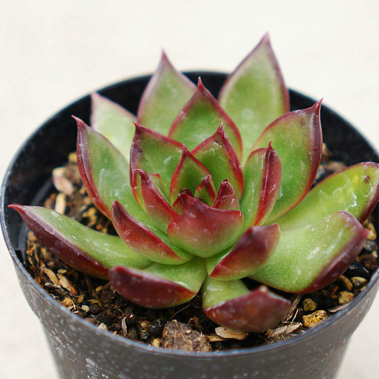 楽天市場 ルブラ 7 5cmポット エケベリア Echeveria Rubra アガボイデス 福岡県産 多肉植物 多肉 観葉植物 インテリアグリーン 寄せ植えに まとめ買いがお得 季の香 きのか