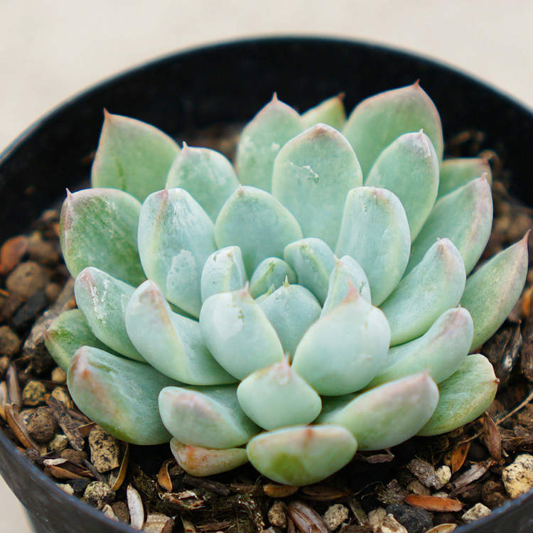 楽天市場 ホワイトライン 7 5cmポット エケベリア Echeveria White Line 福岡県産 多肉植物 多肉 観葉植物 インテリアグリーン 寄せ植えに まとめ買いがお得 季の香 きのか