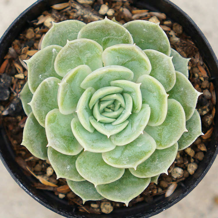 楽天市場 オンスロー 7 5cmポット エケベリア Echeveria Onslow 福岡県産 多肉植物 多肉 観葉植物 インテリアグリーン 寄せ植えに まとめ買いがお得 季の香 きのか