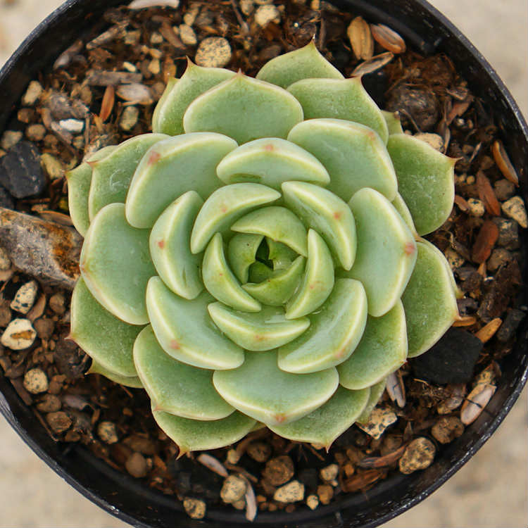 楽天市場】ベンバディス エケベリア 多肉植物 サボテン アガベ 塊根