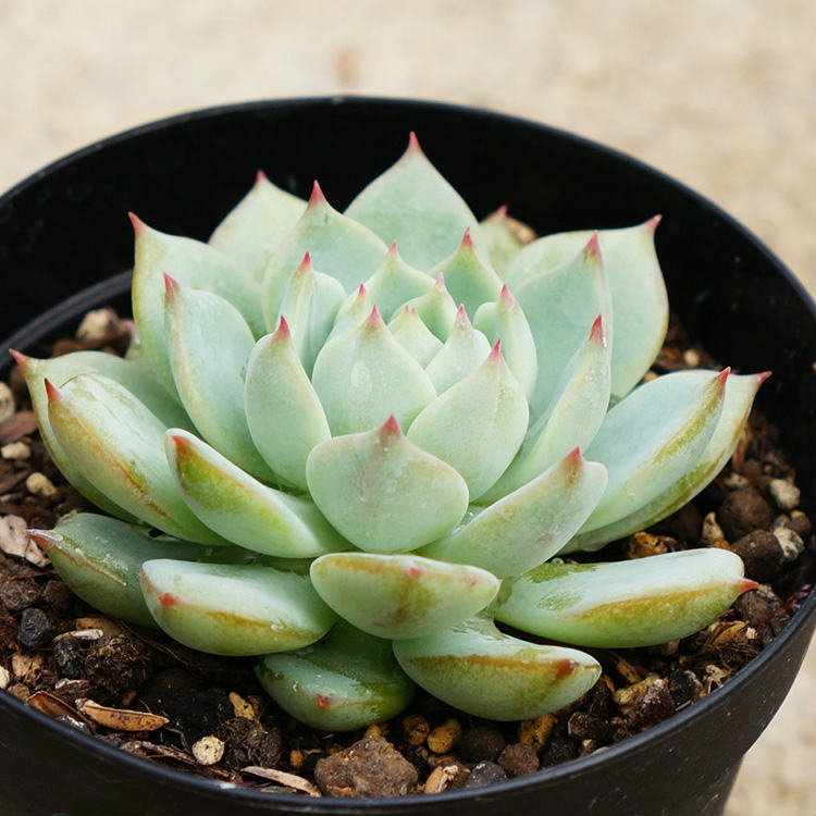 バークレー錦 Echeveria´Berkeley Light´ 美苗 - インテリア小物