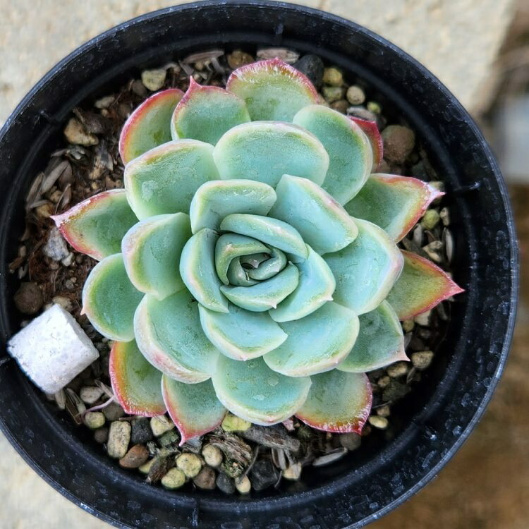 楽天市場】ブルーアイス 7.5cmポット 多肉植物 エケベリア