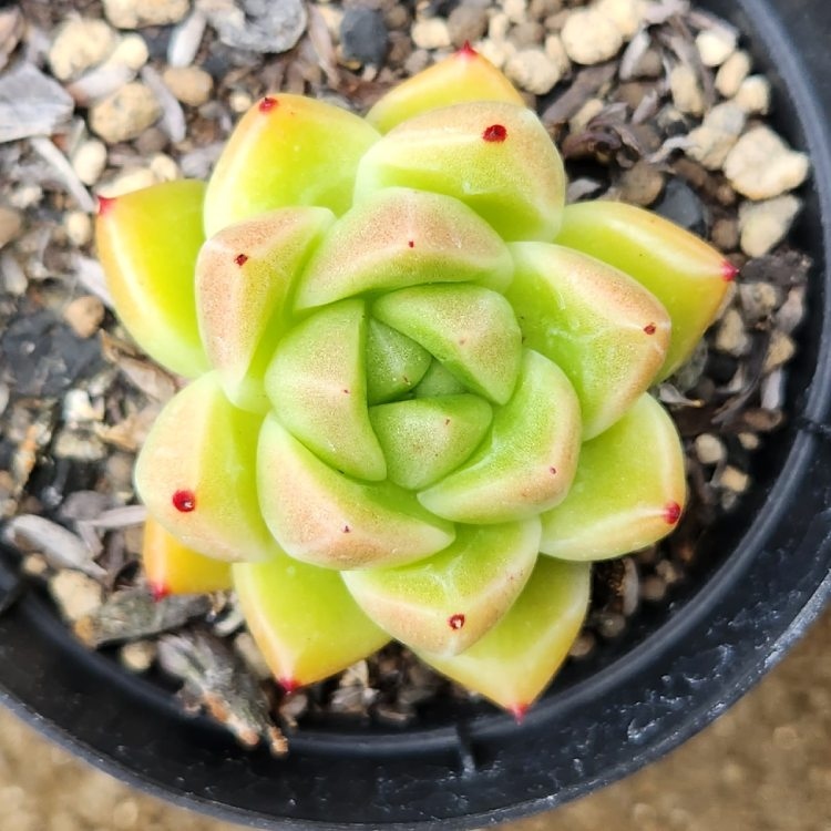 楽天市場 ファンタジアキャロル 7 5cmポット エケベリア Echeveria Fantasia Carol 福岡県産 多肉植物 多肉 観葉植物 インテリアグリーン 寄せ植えに まとめ買いがお得 季の香 きのか