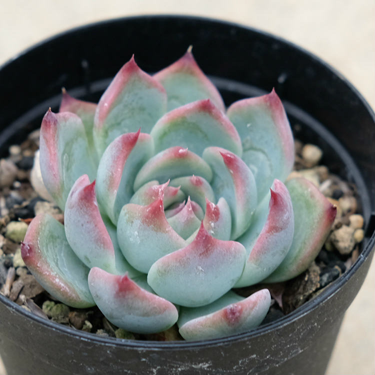 楽天市場 チワワエンシス ルビーブラッシュ 7 5cmポット エケベリア Echeveria Chihuahuaensis Ruby Blush 福岡県産 多肉植物 多肉 観葉植物 インテリアグリーン 寄せ植えに まとめ買いがお得 季の香 きのか