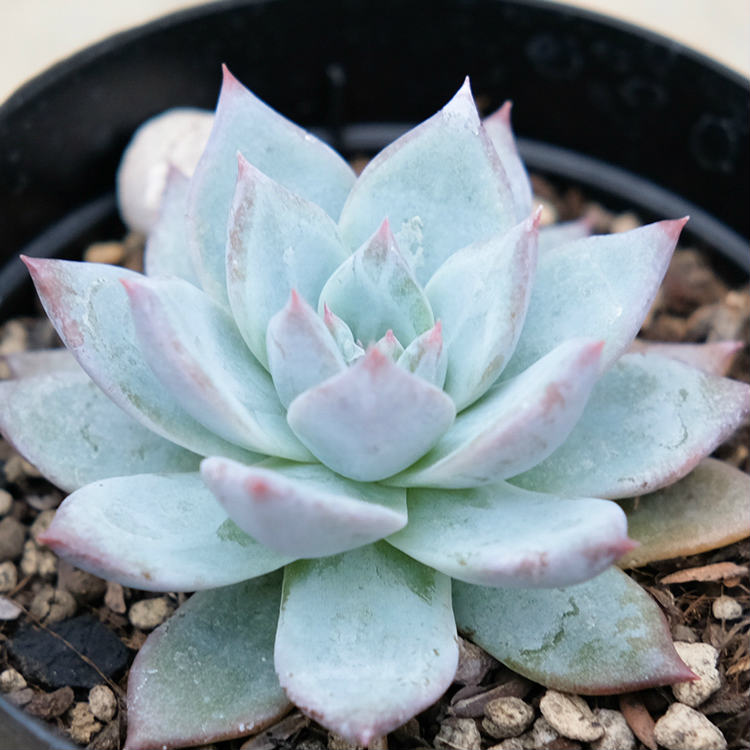 エケベリア24個　1008-D024　ブルーアイズ Hyb　多肉植物　カット苗　寄植え　出荷日10/10か11