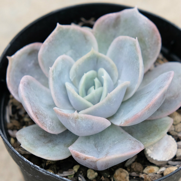 楽天市場 ブルーサプライズ 7 5cmポット エケベリア Echeveria Blue Surprise 福岡県産 多肉植物 多肉 観葉植物 インテリアグリーン 寄せ植えに まとめ買いがお得 季の香 きのか