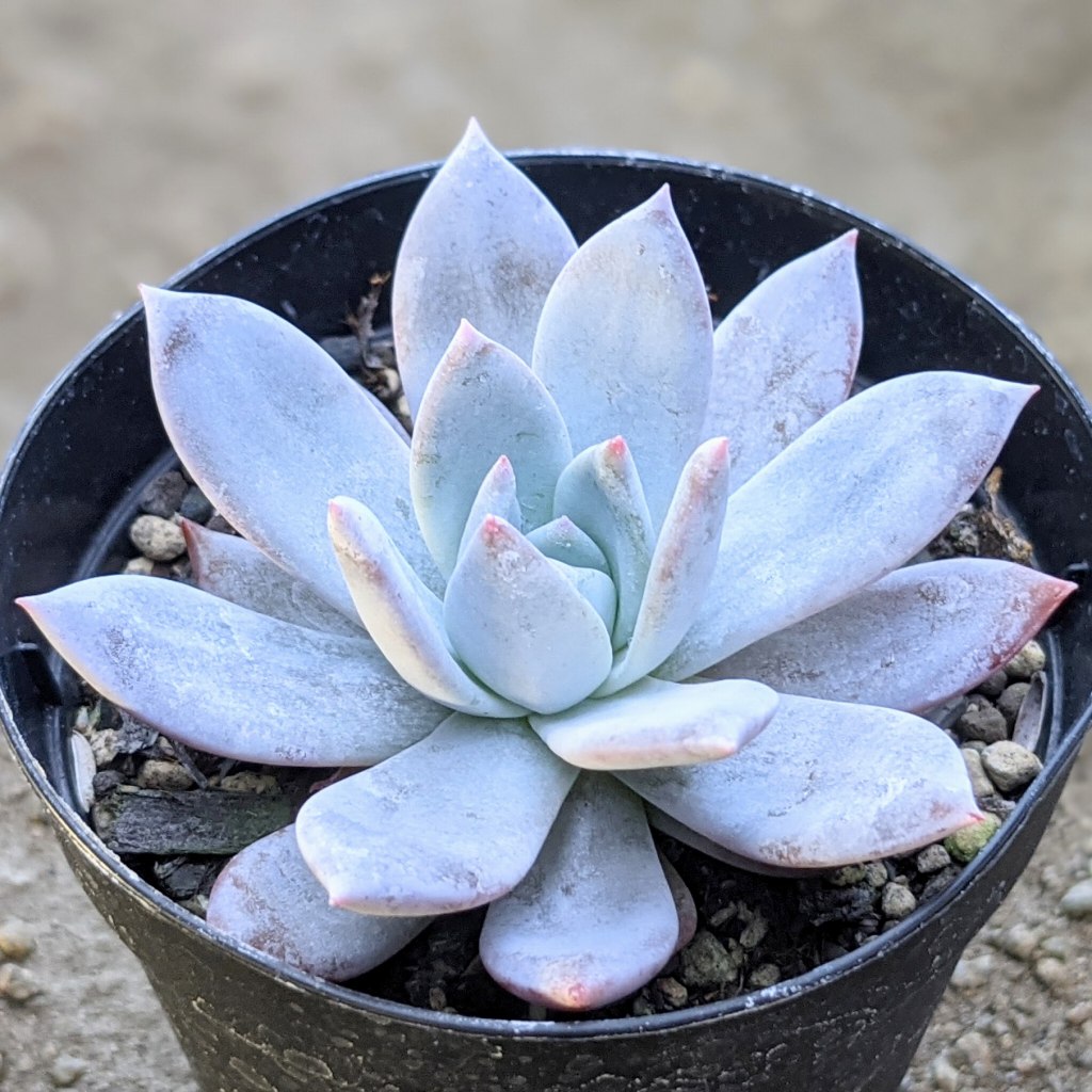 ネオンブレーカーズ 錦 厳選美苗 レア種 1点物 多肉植物 エケベリア