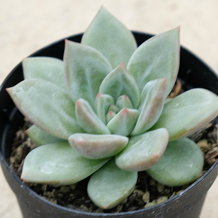 楽天市場 ピンクシャンペーン 7 5cmポット エケベリア Echeveria Pink Champaign 福岡県産 多肉植物 多肉 観葉植物 インテリアグリーン 寄せ植えに まとめ買いがお得 季の香 きのか