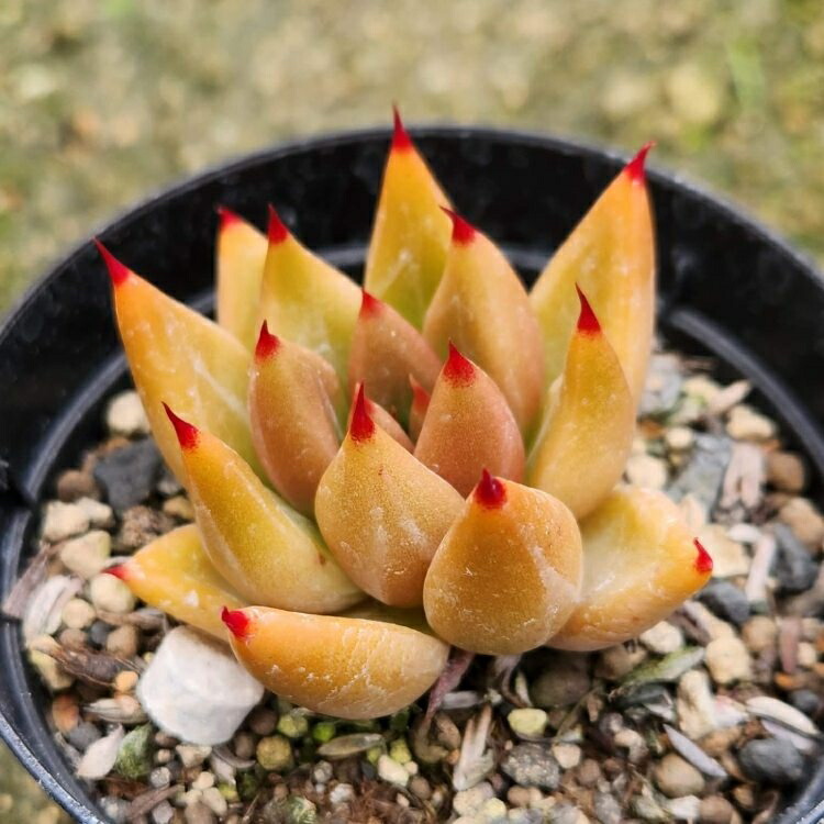 楽天市場】ブルーアイス 7.5cmポット 多肉植物 エケベリア