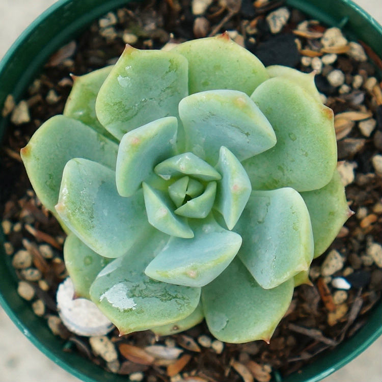 楽天市場 キルヒネア 7 5cmポット エケベリア Echeveria Cilhinea 福岡県産 多肉植物 多肉 観葉植物 インテリアグリーン 寄せ植えに まとめ買いがお得 季の香 きのか