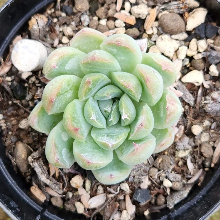 残1 ෆ˚*感謝セールෆ˚* ブルーアイス 1苗 抜き苗 寄せ植え 多肉植物 mor0195_1.jpg