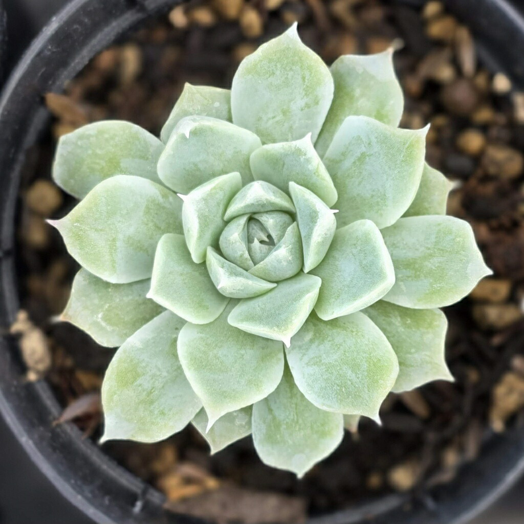 楽天市場】ブルーアイス 7.5cmポット 多肉植物 エケベリア Echeveria