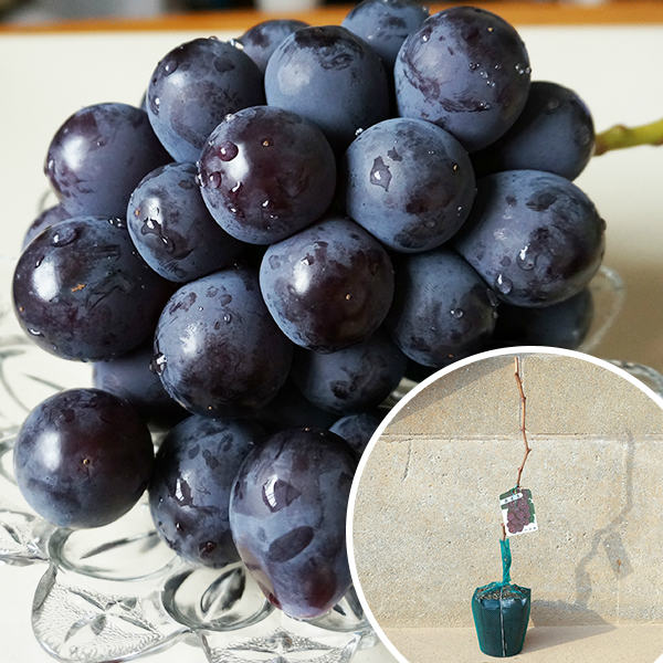 楽天市場】◇送料無料◇ ぶどう 苗木 【巨峰 （きょほう）】 1年生