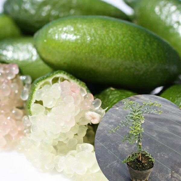 楽天市場】【現品発送P015】フィンガーライム ダーラム