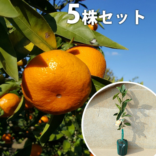 楽天市場】◇送料無料◇ みかん 苗木 【麗紅 （れいこう） ［登録品種