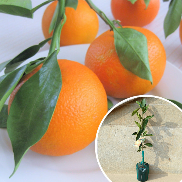 楽天市場】沖縄柑橘 タルガヨー 苗木 《果樹苗》 柑橘苗 接木 苗