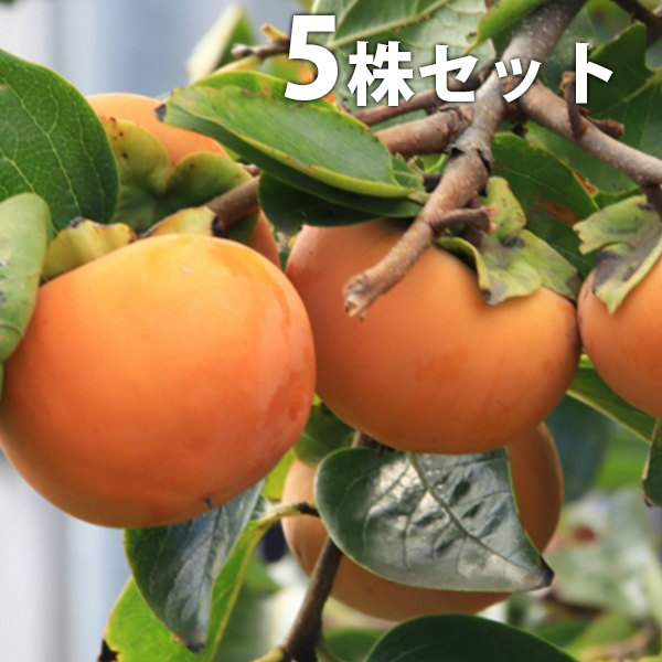 楽天市場】【送料無料】【 単 品 】 カキ タイシュウ（太秋柿） 樹高