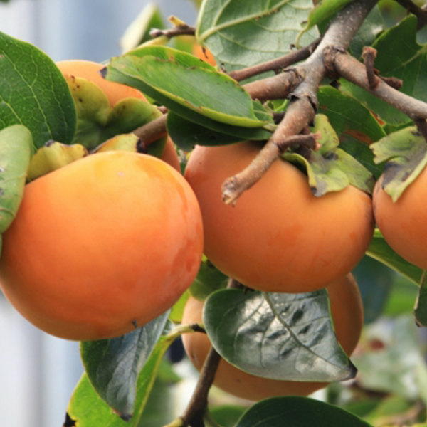 楽天市場】ジャンボ甘柿の木 太秋（タイシュウ）5号ロングポット 苗木