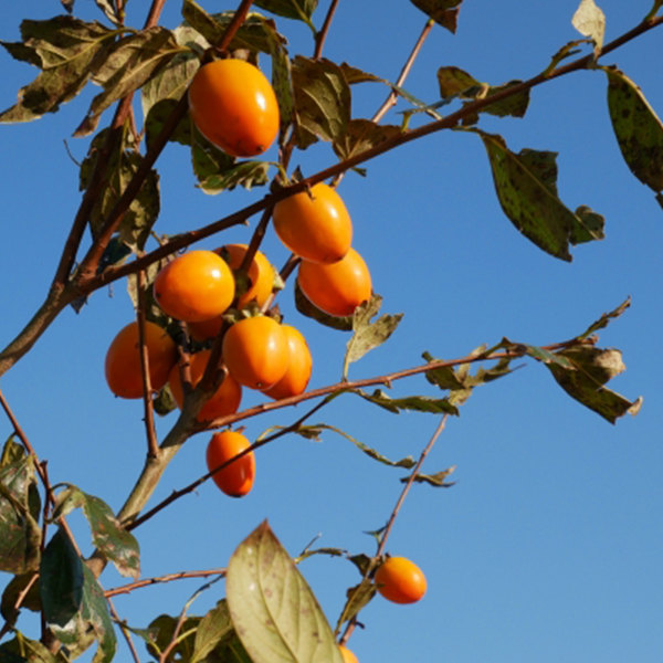 ④愛宕柿 あたご 3年生 苗木 楽天市場】柿の苗木 【愛宕柿】 渋柿 3年生接木大苗 1m苗 【産地で剪定