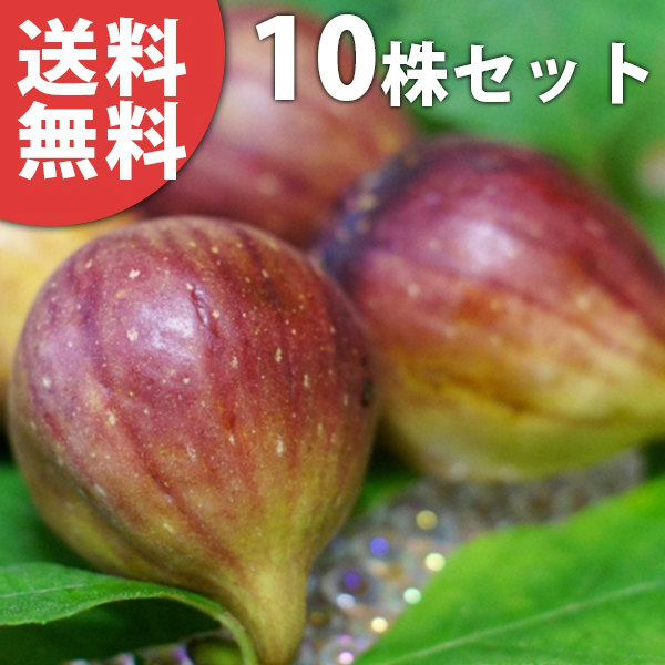 楽天市場】果樹苗 イチジク 苗木 [日本種 (蓬莱柿 ほうらいし)] 2~3年