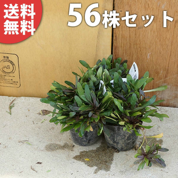 ■送料無料■【56ポットセット】 アジュガ・チョコレートチップ 9cmポット あじゅが 苗木 苗 植木 庭木 生け垣 下草・グランドカバー