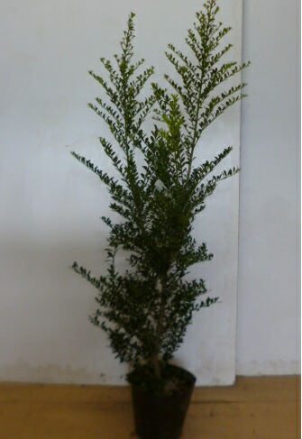 送料無料 篇帙書割 キンメツゲ 樹高0 8m前後 15cmポット 阿堵物芽生えツゲ 垣根 若木 植木 苗 庭木 生け垣 カヴァー 生垣 Diversityagenda Com