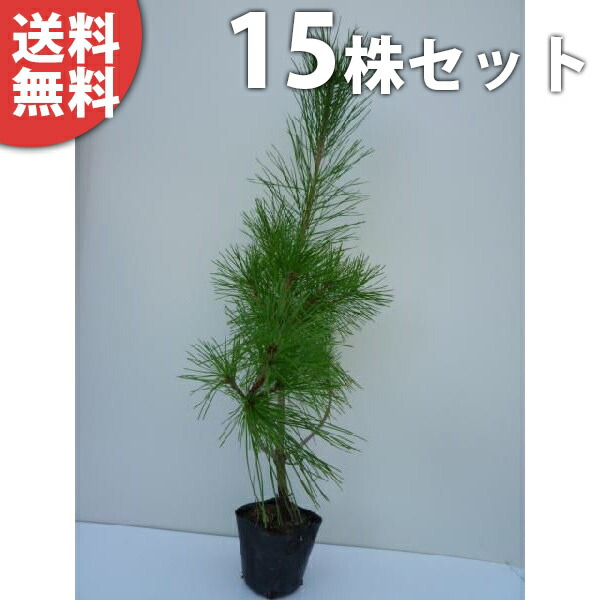 ■貨物輸送無料■【15本仕掛ける】 アカマツ 樹高0.3m前後 10.5糎ポット 赤松 (雌松 メマツ) あかまつ 若木 苗 植木 庭木 環堵 象徴天然木 常緑樹