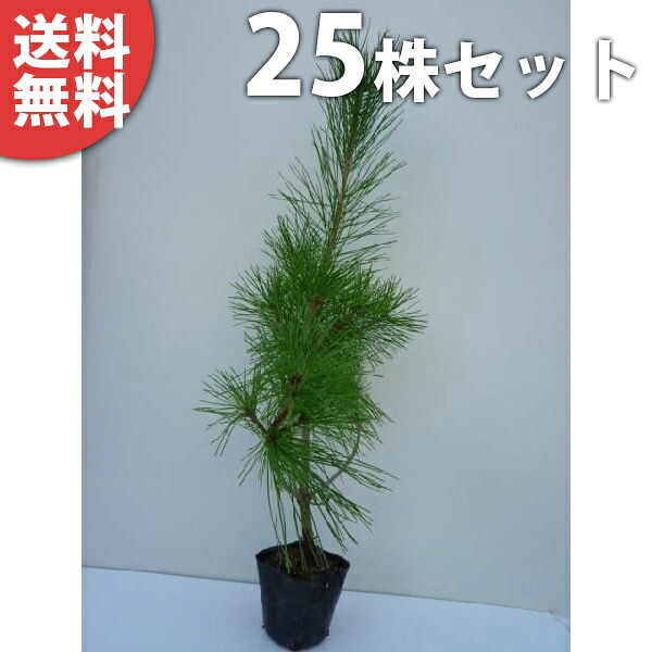 ■送料無料■【25本セット】 アカマツ 樹高0.3m前後 10.5cmポット 赤松 (雌松 メマツ) あかまつ 苗木 苗 植木 庭木 生け垣 シンボルツリー 常緑樹