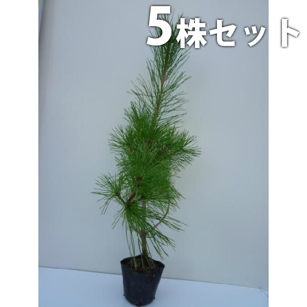 楽天市場】クロマツ 樹高0.5m前後 10.5cmポット 黒松 くろまつ