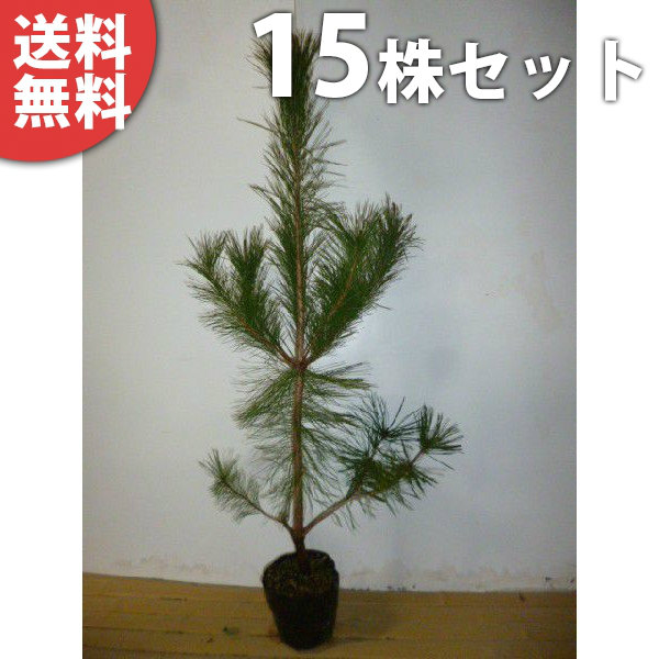 赤松一年生/苗木】縁起物/天然赤松/松/里山自生/野生/一年生/苗/檜原村