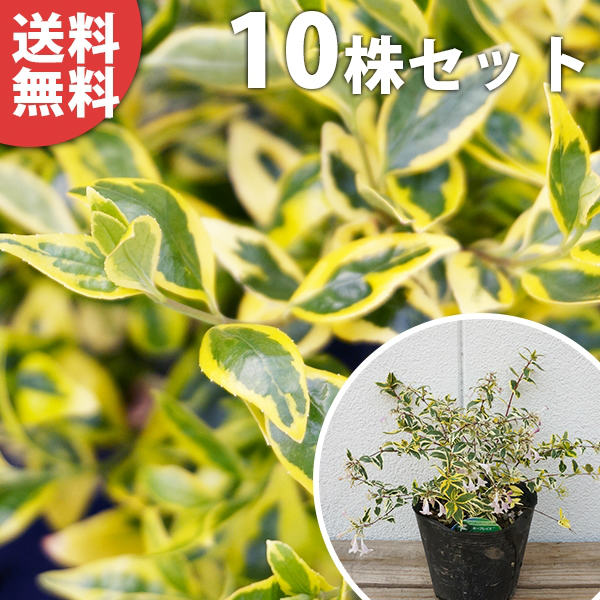 ■送料無料■【10本セット】 アベリア・ホープレイズ 樹高0.15m前後 15cmポット あべりあ 苗木 苗 植木 庭木 生け垣 生垣 初夏に花を咲かせる植木特集