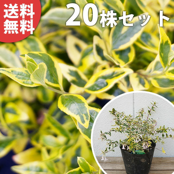 ■送料無料■【20本セット】 アベリア・ホープレイズ 樹高0.15m前後 15cmポット あべりあ 苗木 苗 植木 庭木 生け垣 生垣 初夏に花を咲かせる植木特集