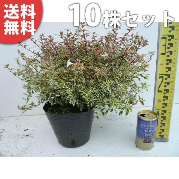 ■送料無料■【10本セット】 アベリア・コンフェッティ 樹高0.2m前後 15cmポット あべりあ 苗木 苗 植木 庭木 生け垣 花を楽しむ木 春に花を咲かせる植木特集