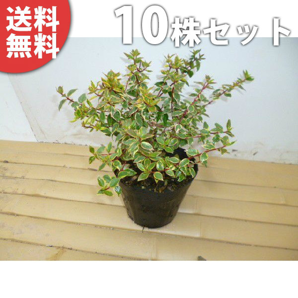 ■貨物輸送無料■【10本仕掛ける】 アベリア・サンシャインデイドリーム 樹高0.2m前後 15糎ポット あべりあ 若木 苗 植木 庭木 垣根 花を楽しむ木 夏に花を咲かせる植木特集