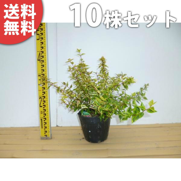 ■貨物輸送無料■【10本書き割り】 アベリア・カレイド領域 樹高0.2m前後 15糎ポット あべりあ 若木 苗 植木 庭木 生垣 花を楽しむ木 春に花を咲かせる植木特集