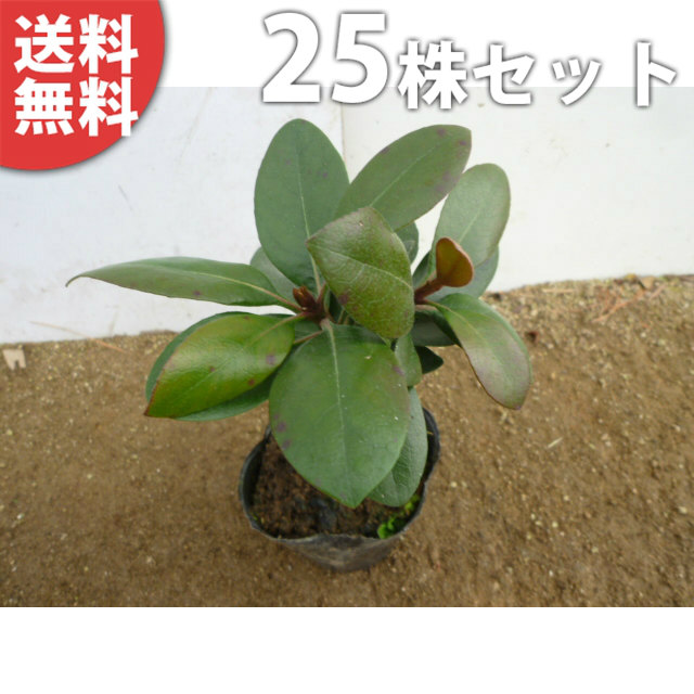 シャリンバイ 樹高0 25m前後 生け垣 苗木 植木 車輪梅 庭木 苗 庭木 生け垣 目隠し 生垣 送料無料 25本セット シャリンバイ 樹高0 25m前後 10 5cmポット 車輪梅 しゃりんばい 低い生垣 苗木 植木 苗 庭木 生け垣 中木 低木 季の香 きのか