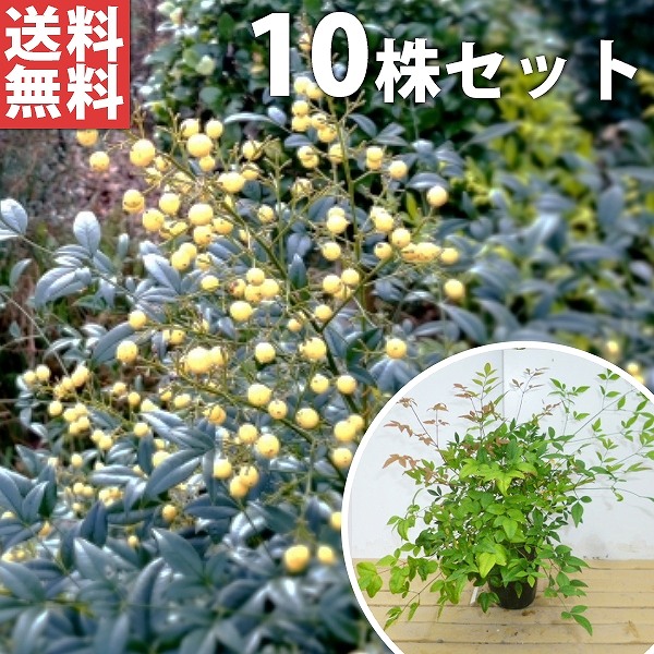 植木業販 ハマヒサカキ 樹高0.3m前後 苗 生垣用 苗木 木 本セット 生け垣 生垣 庭木 20 15cmポット 目隠し 垣根 植木 販売