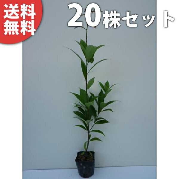 ■送料無料■【20本セット】 アラカシ 樹高0.5m前後 10.5cmポット あらかし (粗樫 クロガシ ナラバガシ) 苗木 苗 植木 庭木 生け垣 生垣 目隠し