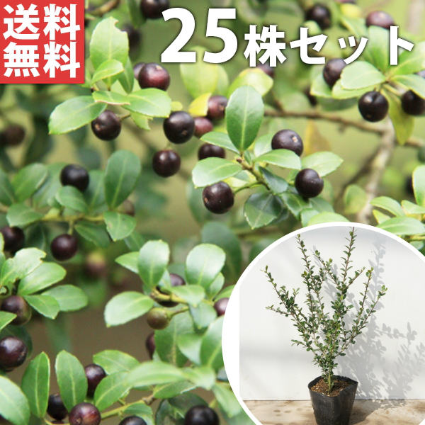 Web限定カラー 樹高0 4m前後 目隠し 生垣花 ガーデン Diy 植木 植木 イヌツゲ 庭木 苗 苗木 25本セット 送料無料 目隠し 生垣 苗 生け垣 イヌツゲ 樹高0 4m前後 10 5cmポット 犬黄楊 いぬつげ 苗木 植木 苗 庭木 生け垣 目隠し 生垣 大勧め