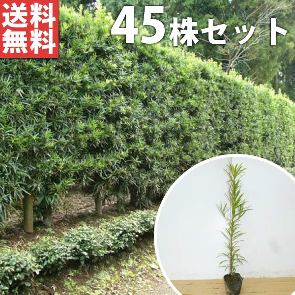 ■送料無料■【45本セット】 イヌマキ 樹高0.6m前後 10.5cmポット 苗木 苗 (犬槇) いぬまき 植木 庭木 生け垣 生垣 目隠し|季の香(きのか)