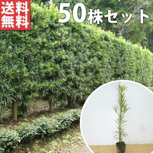 ■貨物輸送無料■【50本書き割り】 飼い犬マキ 樹高0.6m前後 10.5珊ポット 若木 苗  (犬槇) 秘密捜査員血縁グループ 植木 庭木 環堵 生け垣 つつみ隠し