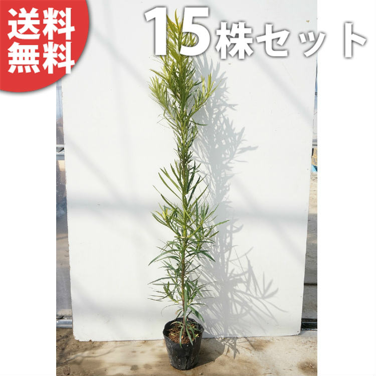 ■送料無料■ イヌマキ 樹高0.7m前後 15cmポット (犬槇) いぬまき 苗木 植木 苗 庭木 生け垣 目隠し・生垣