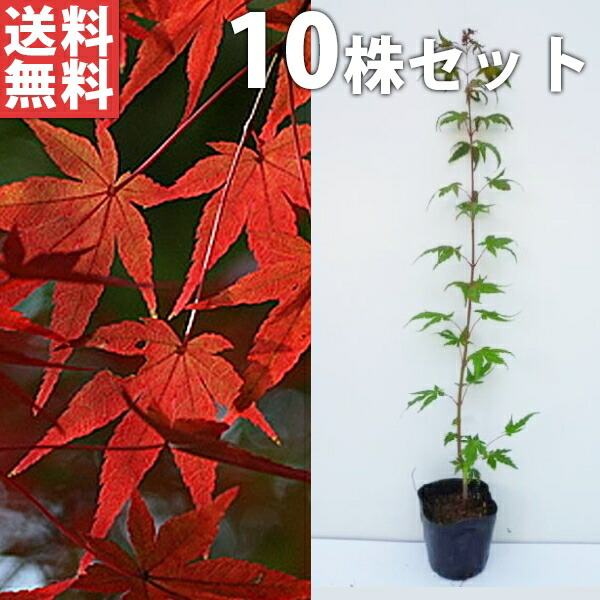 楽天市場】□送料無料□【50本セット】 イロハモミジ 樹高0.5m前後