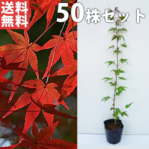 ■貨物輸送無料■【50本書き割り】 イロハモミジ 樹高0.5m前後 10.5珊ポット (いろは槭樹 槭樹 モミジ もみじ かえで 槭樹 楓) 若木 苗 植木 庭木 環堵 記号天然木 落葉樹